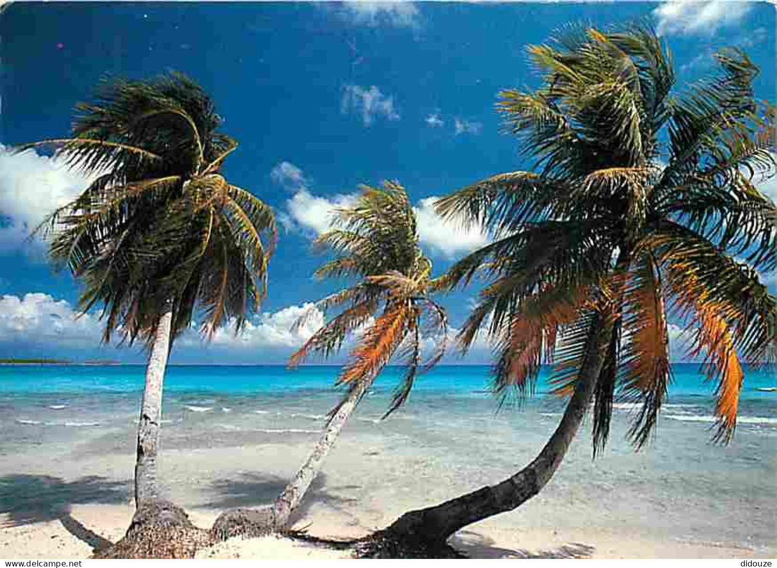 Antilles - Plage Des Antilles - CPM - Voir Scans Recto-Verso - Andere & Zonder Classificatie