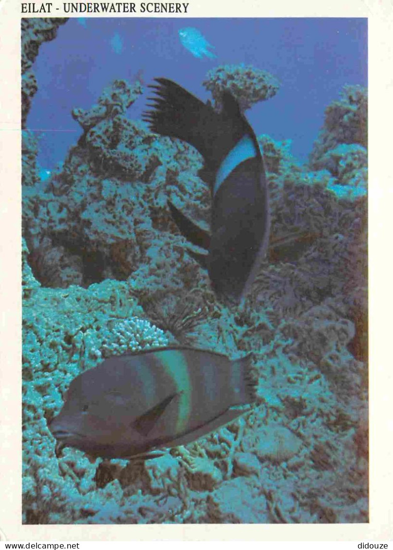 Animaux - Poissons - Israel - Eilat - Underwater Scenery - Twinspot Wrase Coris Lygula - CPM - Voir Scans Recto-Verso - Pesci E Crostacei