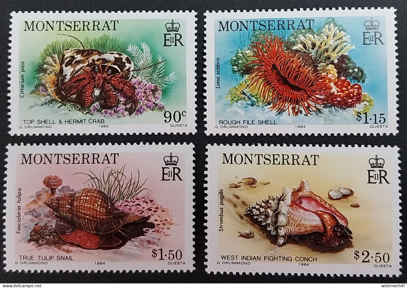 Coquillages Shells // Série Complète Neuve ** MNH ; Montserrat YT 554/557 (1984) Cote 17 € - Conchas