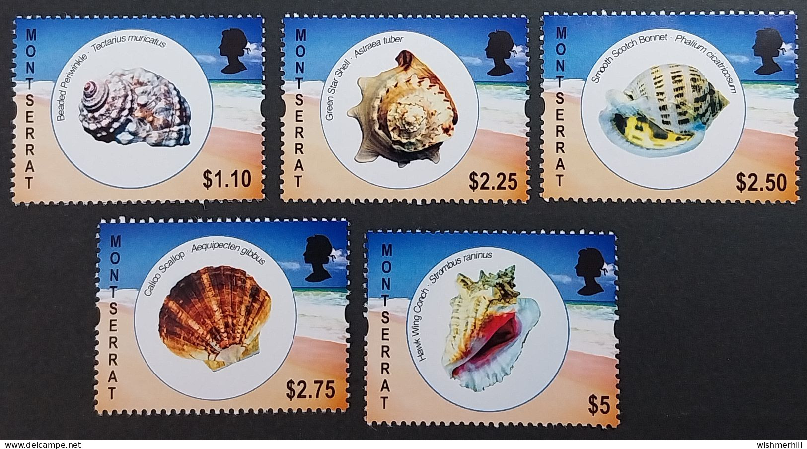 Coquillages Shells // Série Complète Neuve ** MNH ; Montserrat YT 1391/1395 (2011) Cote 15 € - Coquillages