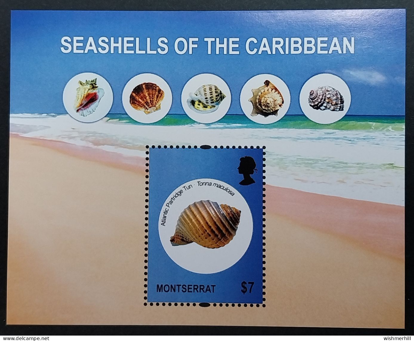 Coquillages Shells // Bloc Neuve ** MNH ; Montserrat BF 131 (2011) Cote 8 € - Coneshells