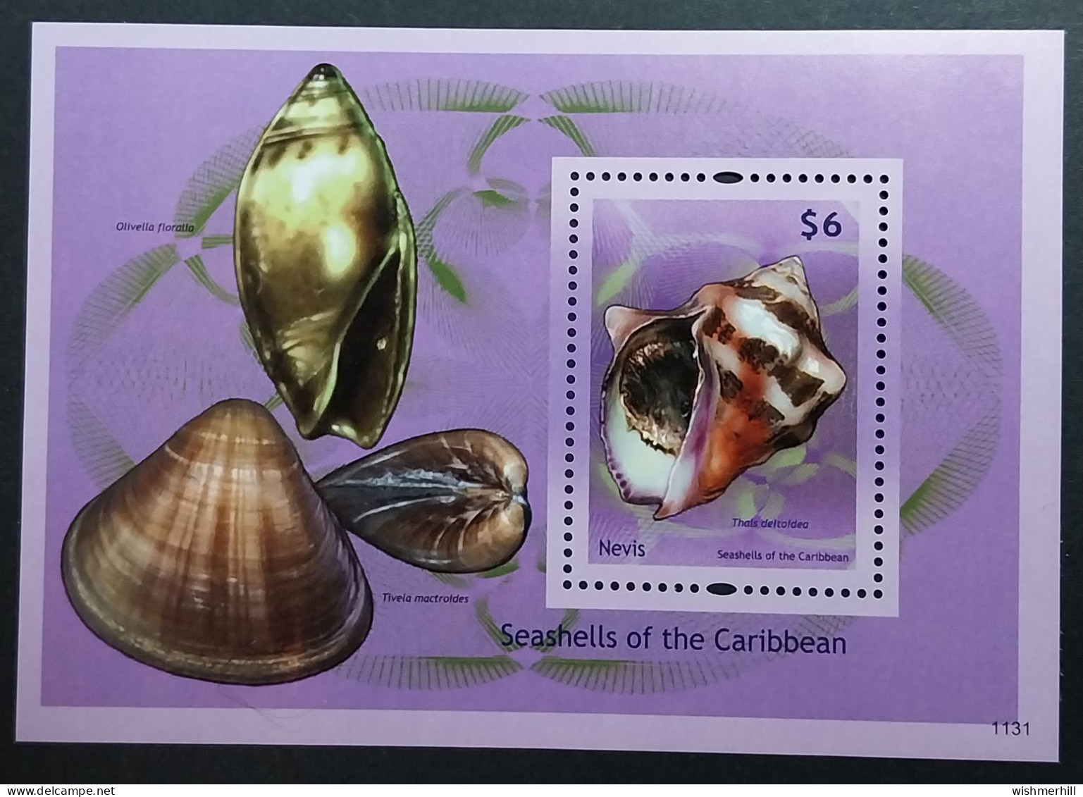 Coquillages Shells // Bloc Neuve ** MNH ; Nevis BF 307 (2011) Cote 7 € - Coneshells