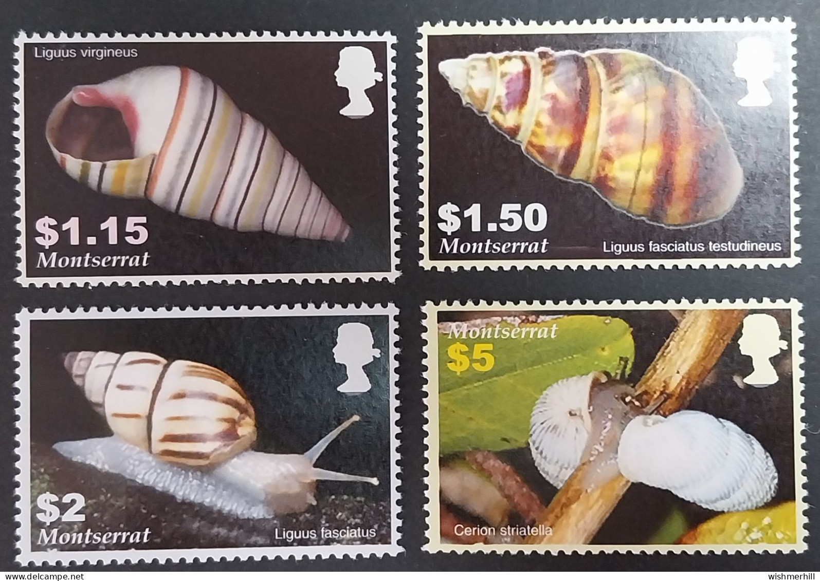 Coquillages Shells // Série Complète Neuve ** MNH ; Montserrat YT 1163/1166 (2005) Cote 13.50 € - Montserrat