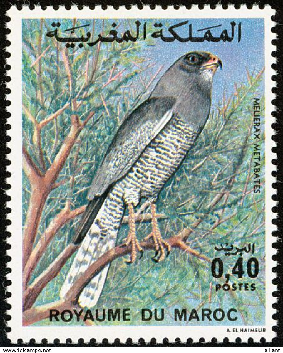 Maroc.Morocco .Autour Sombre.    Dark Chanting Goshawk  . - Águilas & Aves De Presa