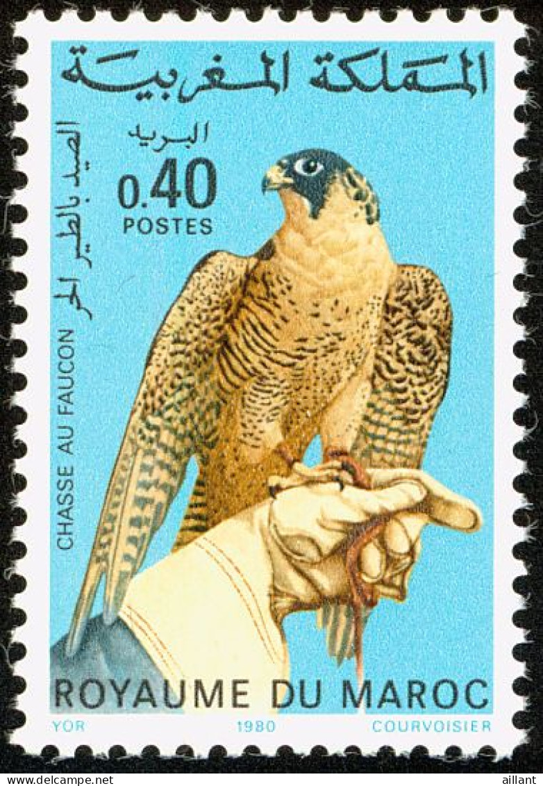 Maroc.Morocco .Faucon Pèlerin. Peregrine Falcon. - Eagles & Birds Of Prey
