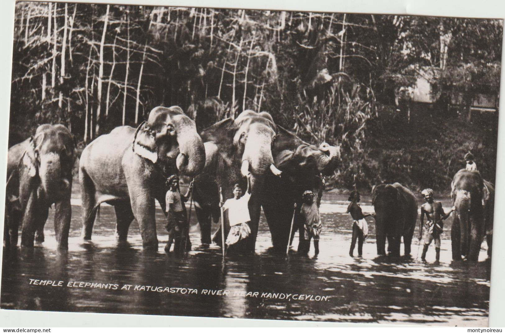 Asie : Sri Lanka ( Ceylon ) :  Temple  éléphants At  Katugastoya River Near Kandy - Sri Lanka (Ceylon)