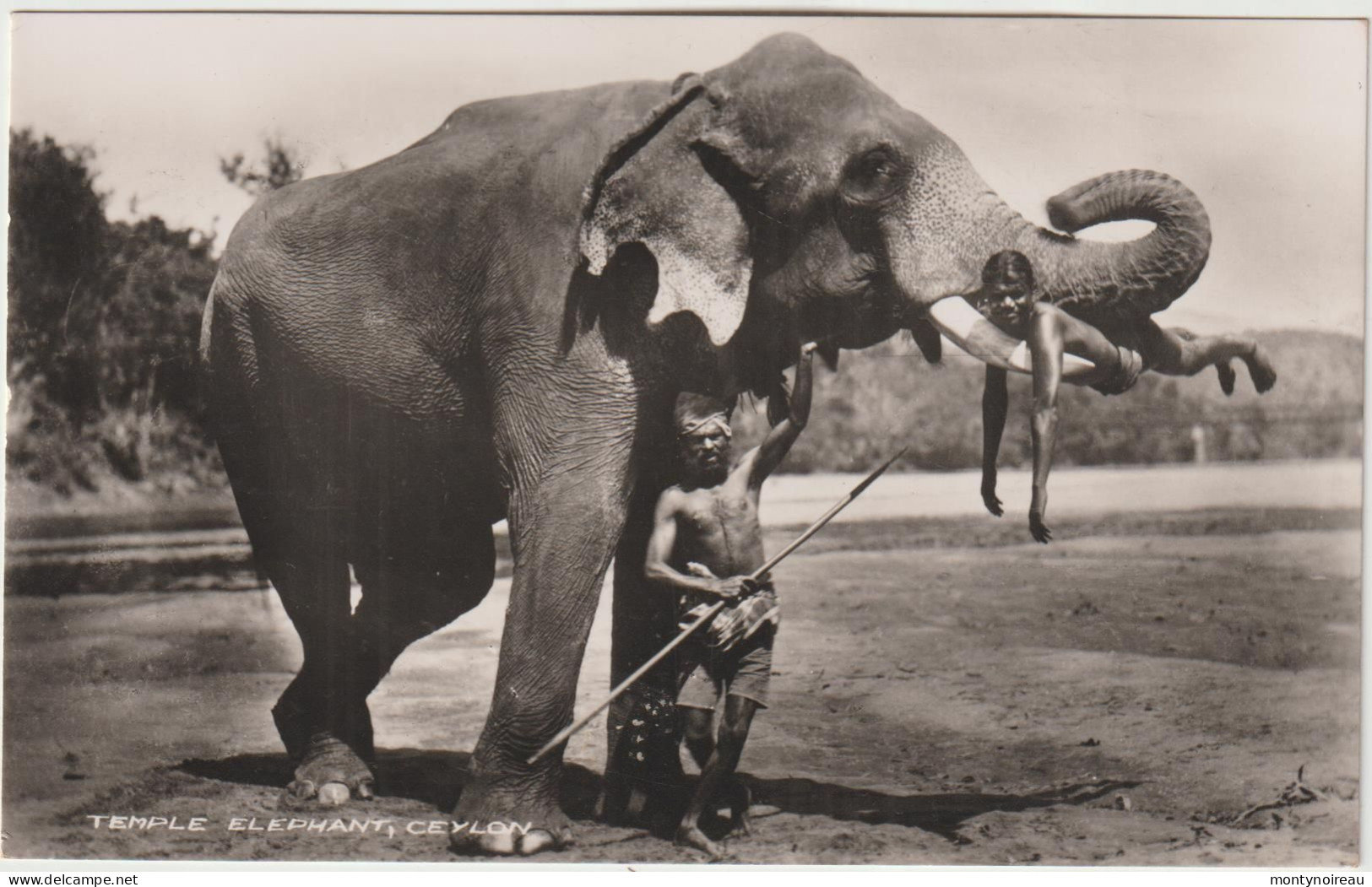 Asie : Sri Lanka ( Ceylon ) :  Temple  éléphants - Sri Lanka (Ceylon)