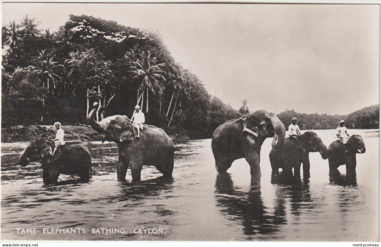 Asie : Sri Lanka ( Ceylon ) :  Temple  éléphants , Tame  Elephants  Bathing - Sri Lanka (Ceylon)