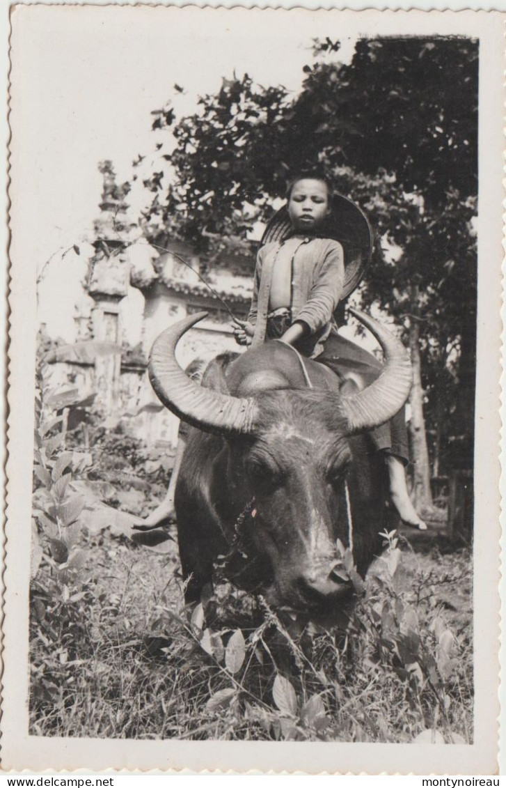 Asie : Cambodge Ou Viet Nam :  Enfant Sur Dos De  Buffle - Cambodia