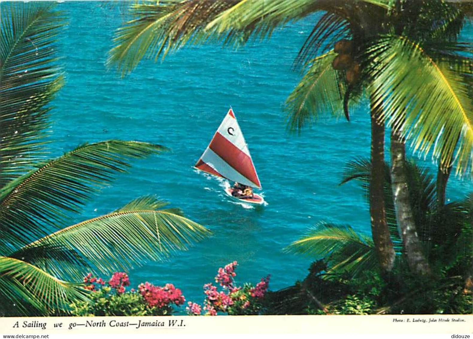 Antilles - Jamaïque - Jamaica - A Sailing We Go - North Coast - CPM - Voir Scans Recto-Verso - Giamaica