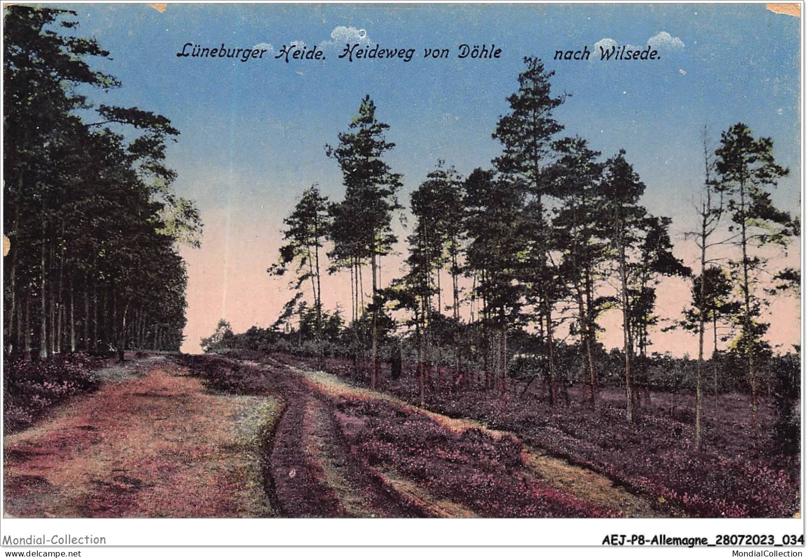 AEJP8-0627- ALLEMAGNE - LUNEBURGER HEIDE - HEIDEWEG VON DOHLE - NACH WILSEDE - Lüneburger Heide