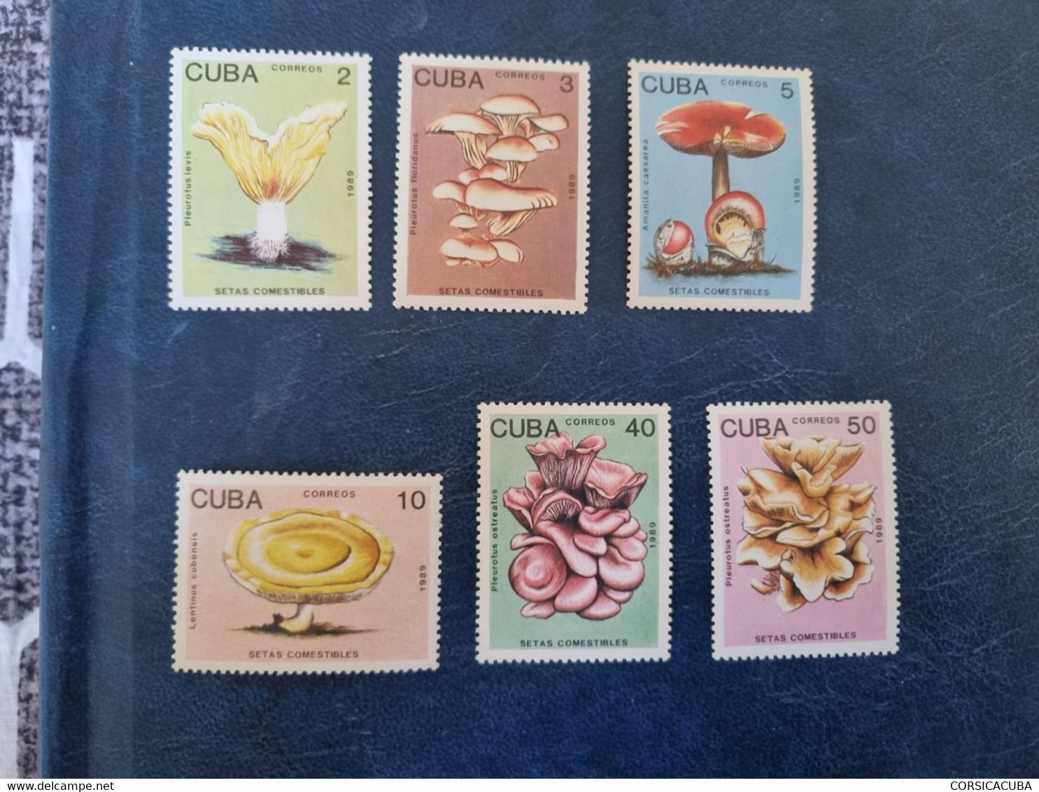 CUBA  NEUF  1989  SETAS  COMESTIBLES  // PARFAIT  ETAT--1er  CHOIX - Nuevos