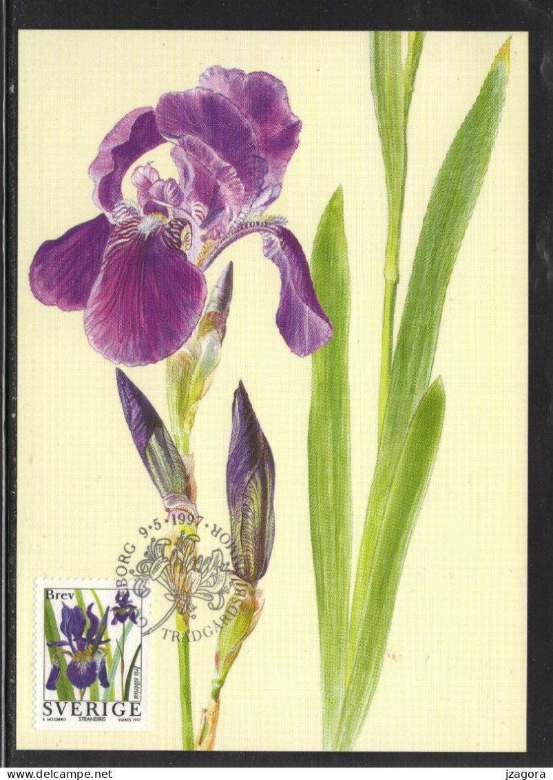 GARTENBLUMEN  GARDEN  FLOWERS  JARDIN DES FLEURS SWEDEN   SCHWEDEN SUEDE 1997 MI 1996 - 2000 MAXI CARDS Iris Lilja Pense - Autres & Non Classés