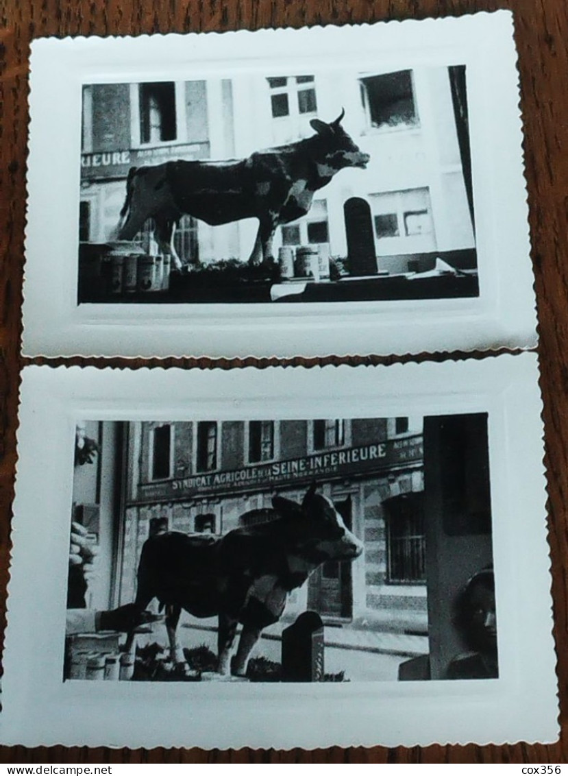 2 Photos Vache En Vitrine Devant Le Syndicat Agricole De La SEINE INFERIEUR - Haute-Normandie