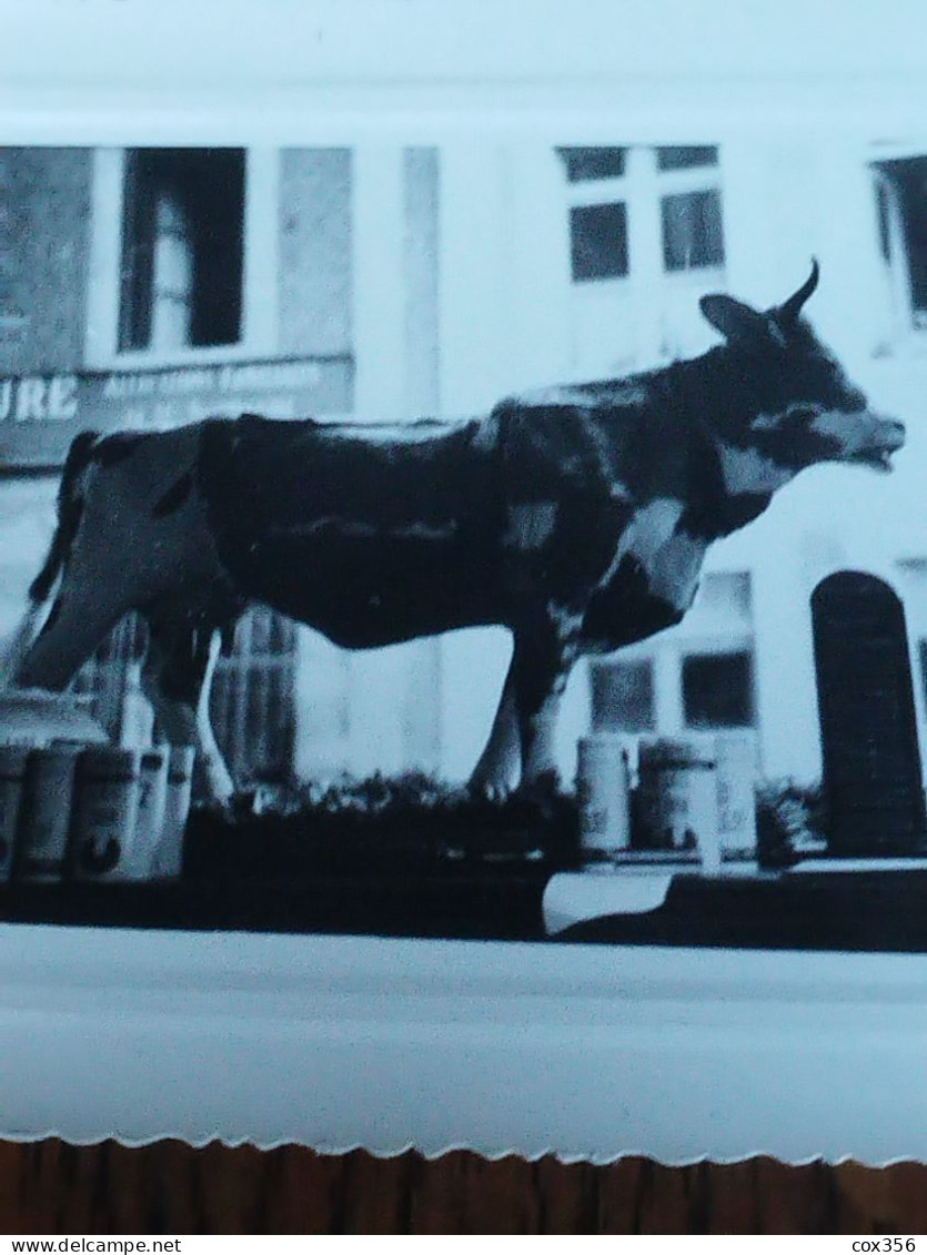 2 Photos Vache En Vitrine Devant Le Syndicat Agricole De La SEINE INFERIEUR - Haute-Normandie