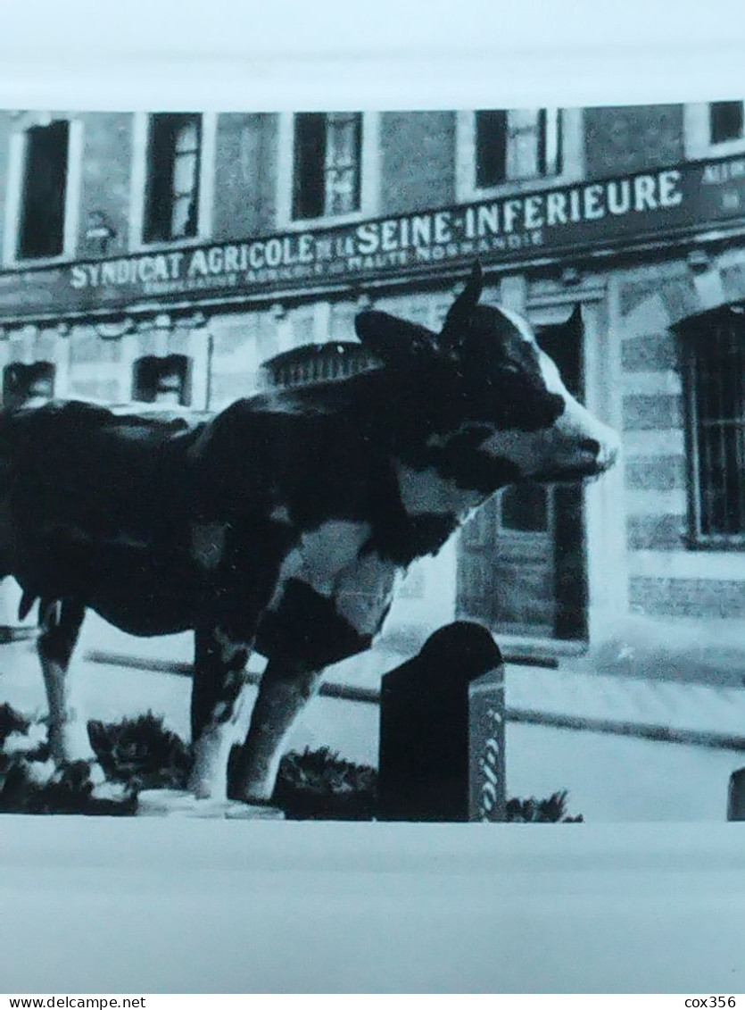 2 Photos Vache En Vitrine Devant Le Syndicat Agricole De La SEINE INFERIEUR - Haute-Normandie