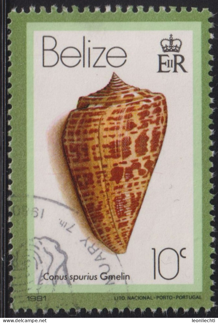 1981 Belize ° Mi:BZ 459II, Sn:BZ 476a, Yt:BZ 534, Date : 1981. West Indian Alphabet Cone (Conus Spurius), Muschel - Belize (1973-...)