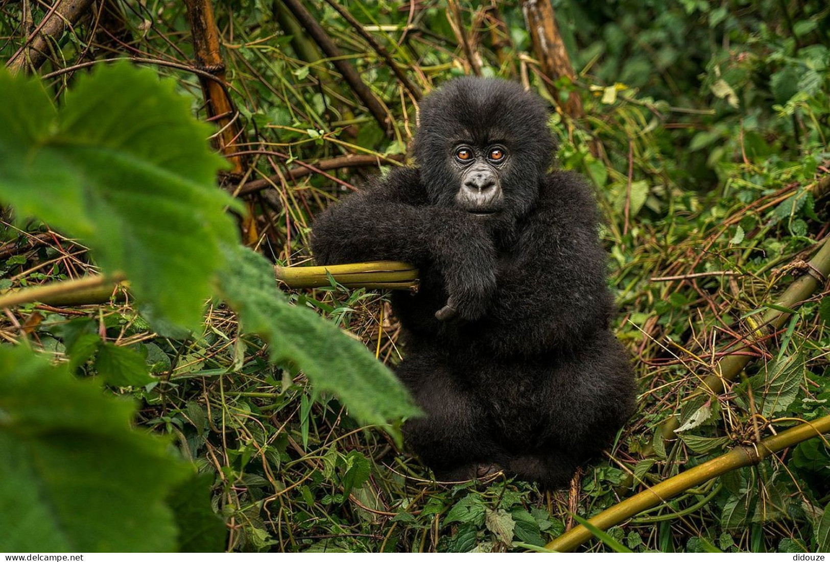 Rwanda - Volcanoes National Park - Gorilles - Parc Des Volcans - Zoo - CPM - Carte Neuve - Voir Scans Recto-Verso - Ruanda