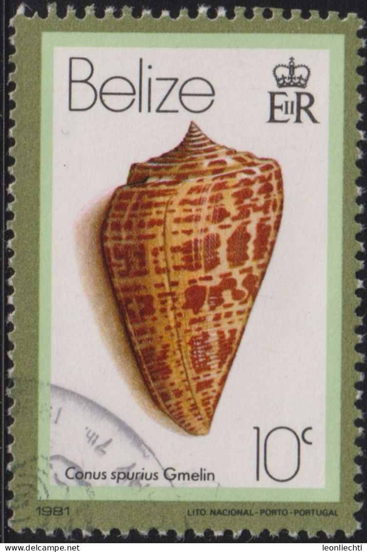 1981 Belize ° Mi:BZ 459II, Sn:BZ 476a, Yt:BZ 534, Date : 1981. West Indian Alphabet Cone (Conus Spurius), Muschel - Belice (1973-...)