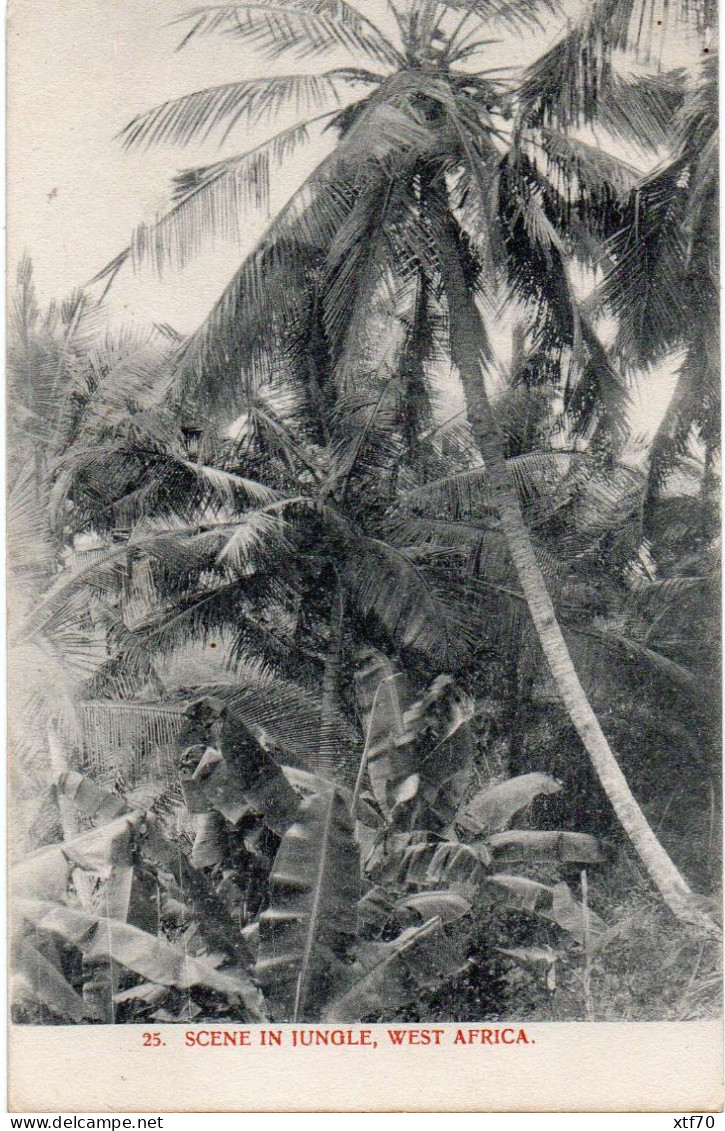 PPC: Scene In Jungle, West Africa - Sierra Leone