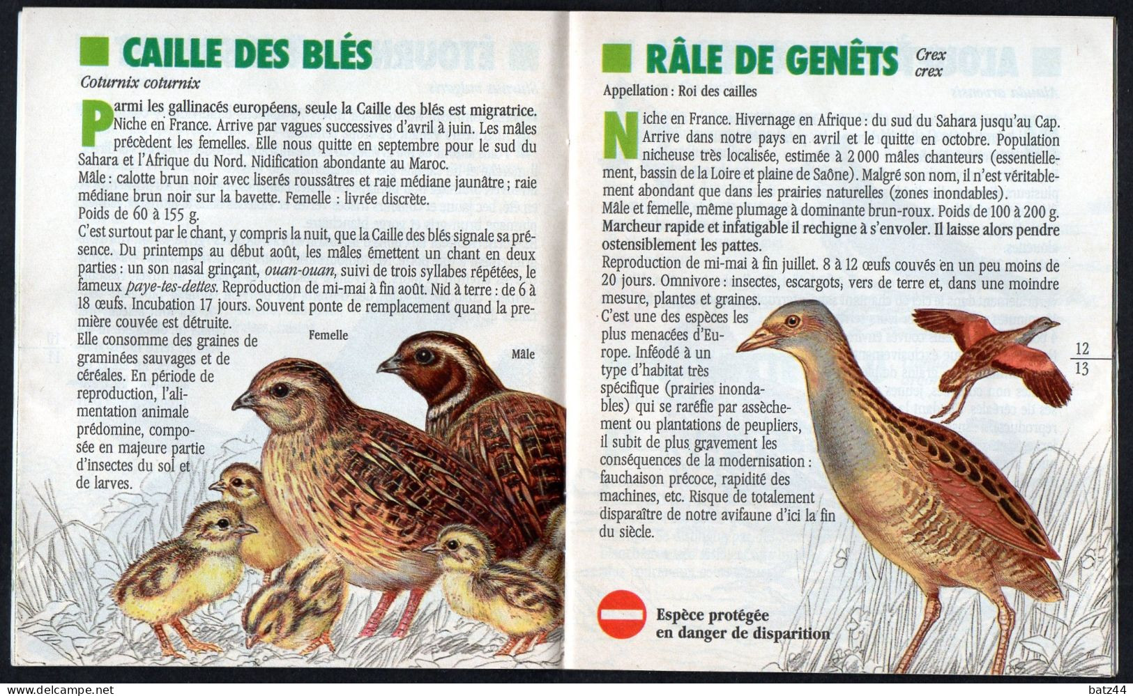 LE PETIT LIVRE VERT N°13 DU CHASSEUR Les Migrations, Grive, Merle, Caille, Alouette, Pigeon, Tourterelle - Jacht/vissen