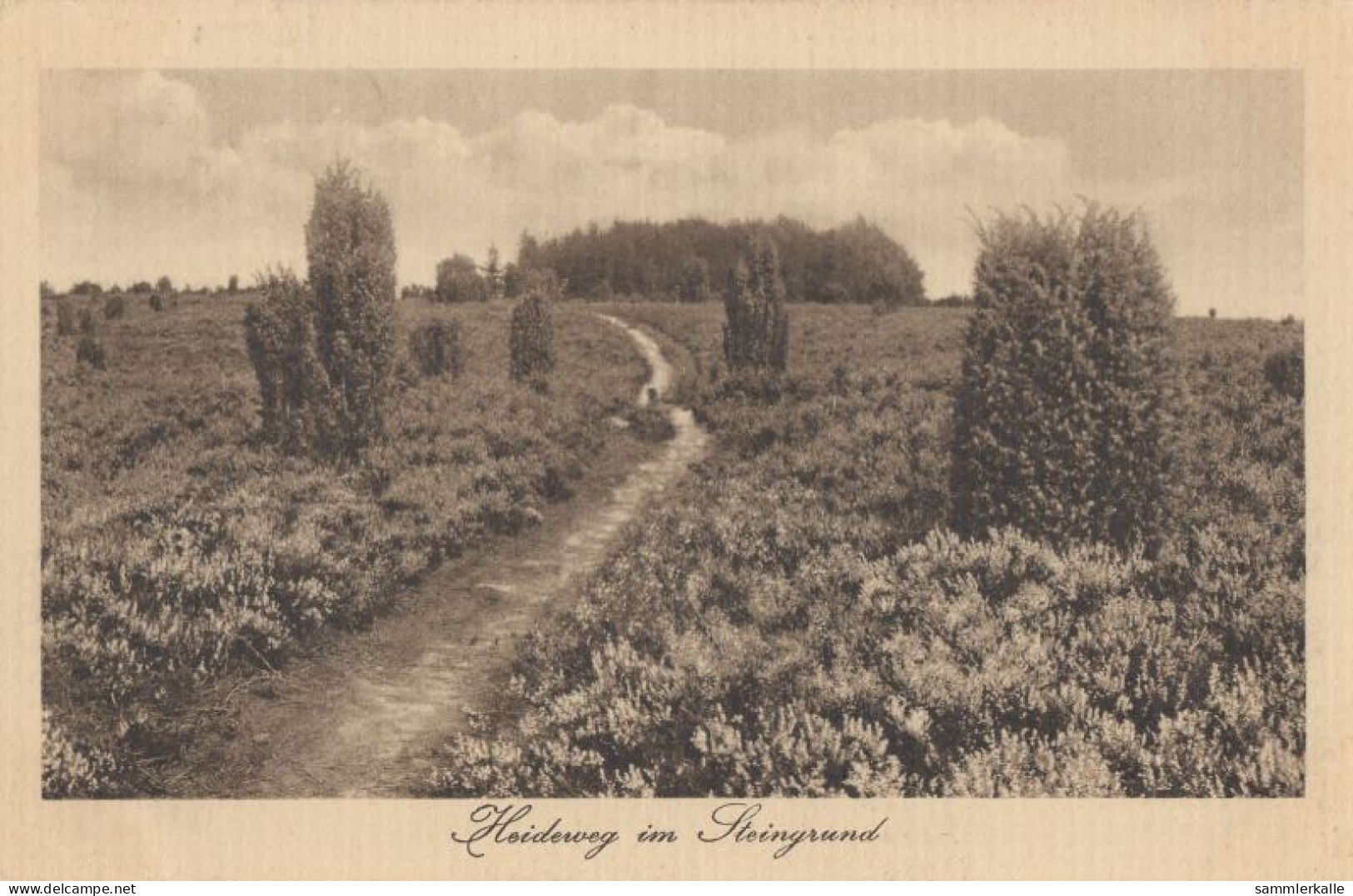 134474 - Lüneburger Heide - Heideweg Im Steingrund - Lüneburger Heide