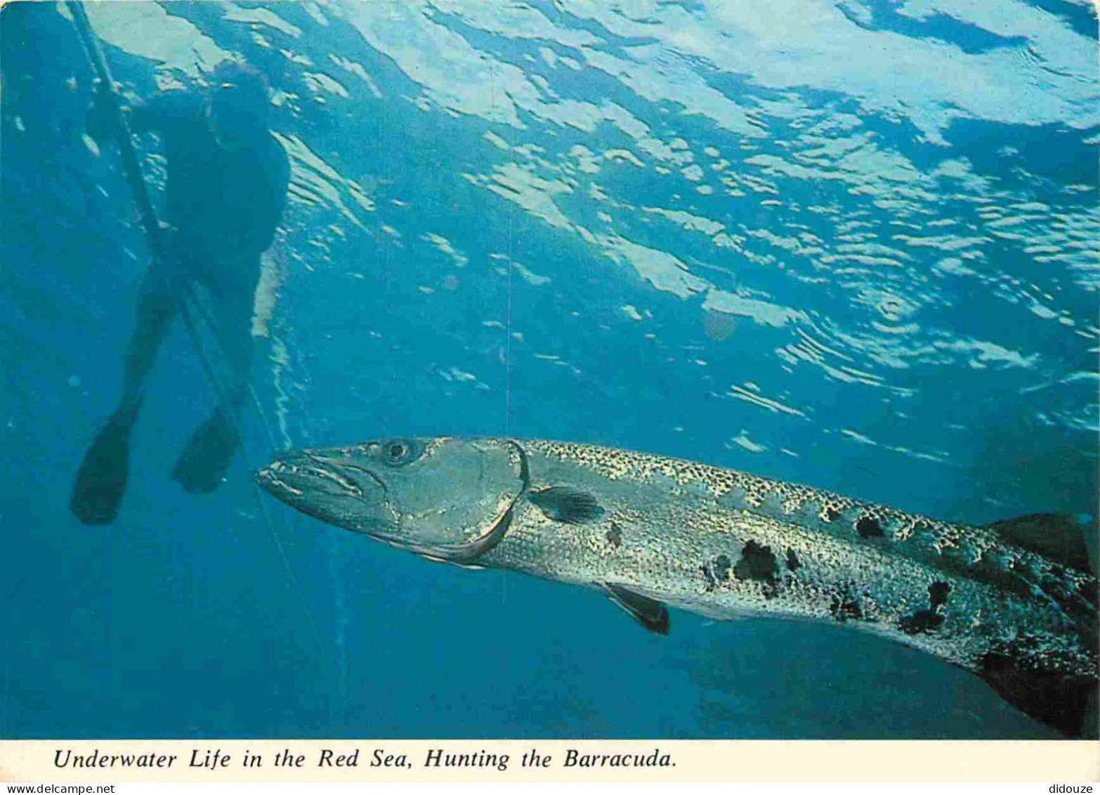 Animaux - Poissons - Mer Rouge - Red Sea - Underwater Life In The Red Sea - Hunting The Barracuda - CPM - Carte Neuve -  - Pesci E Crostacei