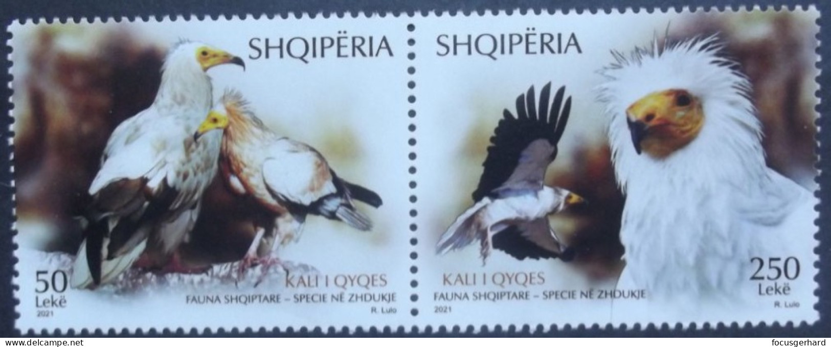Albanien     Vögel   2021  ** - Aigles & Rapaces Diurnes