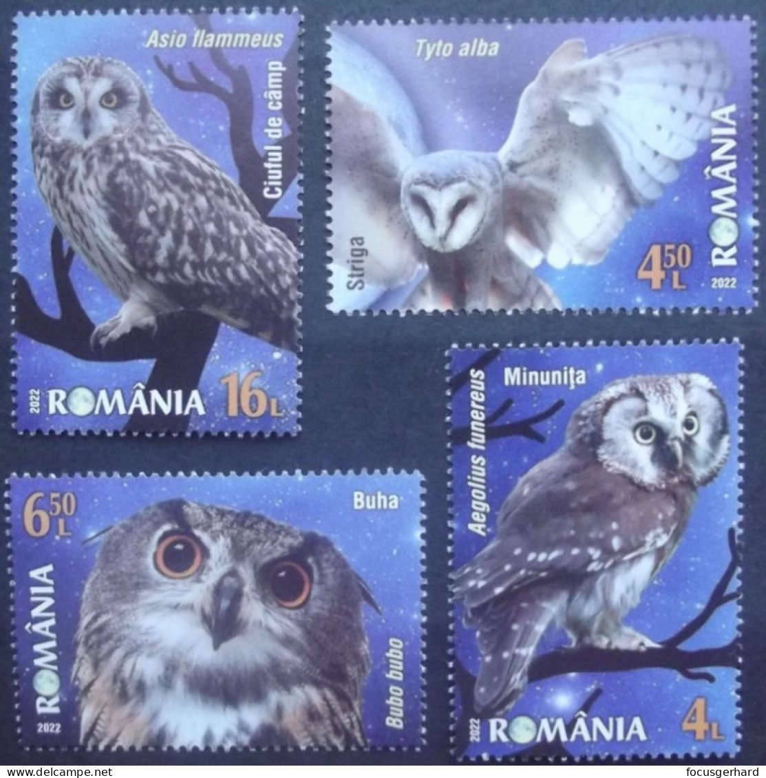 Rumänien    Vögel   2022  ** - Gufi E Civette