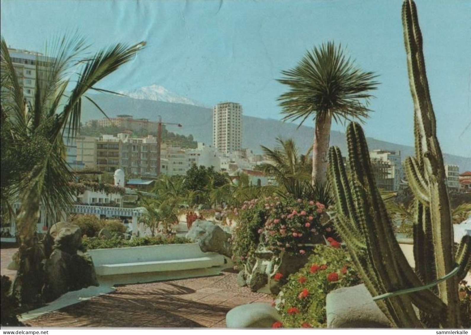 104867 - Spanien - Puerto De La Cruz - Plantas Tipicas - 1980 - Tenerife