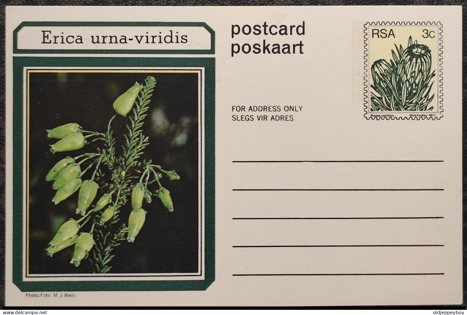 8c SOUTH AFRICA Postal STATIONERY CARD Illus ERICA URNA VIRIDIS FLOWER Cover Stamps Flowers Rsa - Brieven En Documenten
