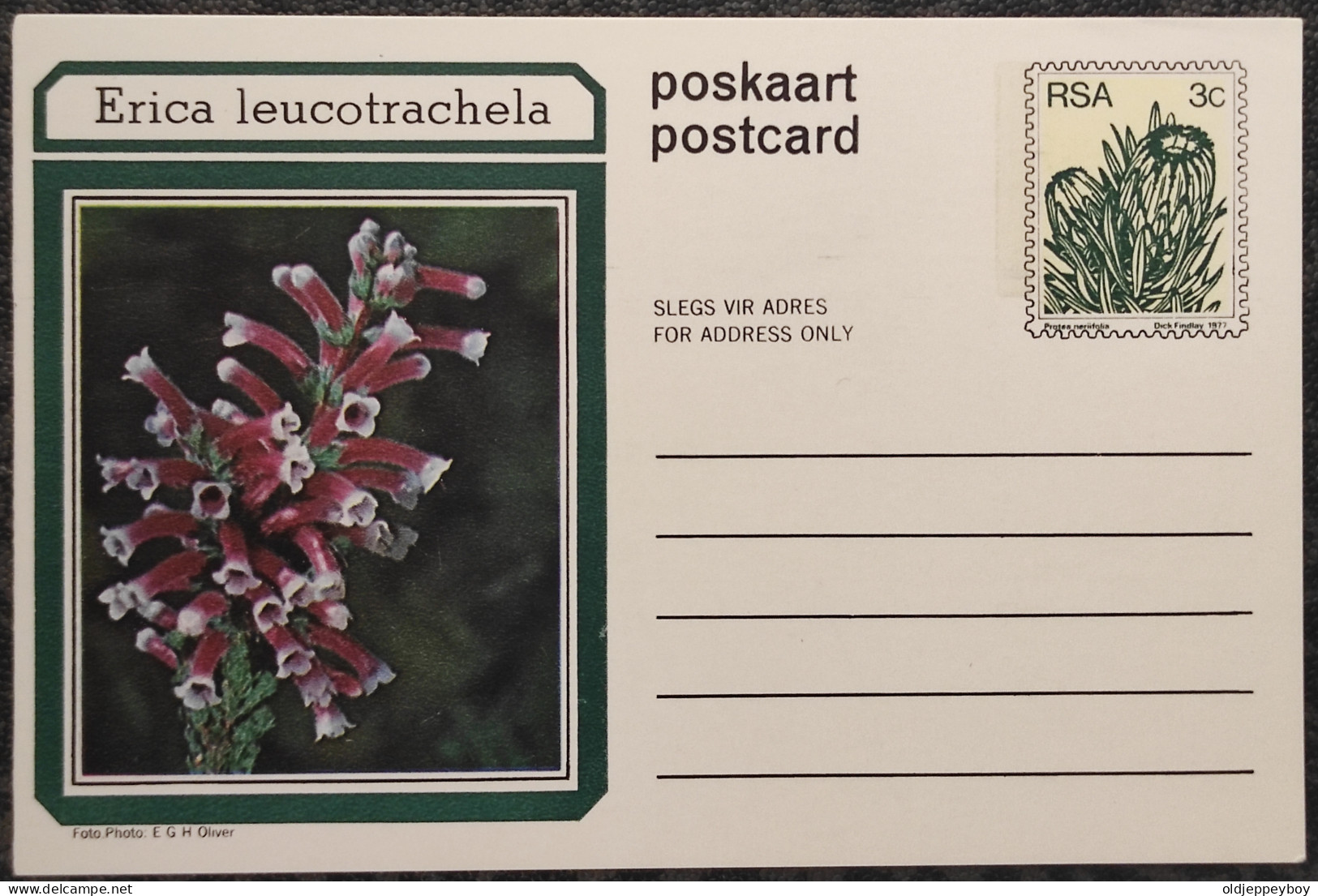 3c SOUTH AFRICA Postal STATIONERY CARD Illus ERICA Leucotrachela FLOWER Cover Stamps Flowers Rsa - Briefe U. Dokumente