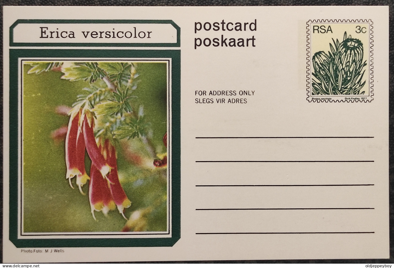 3c SOUTH AFRICA Postal STATIONERY CARD Illus ERICA VERSICOLOR FLOWER Cover Stamps Flowers Rsa - Brieven En Documenten