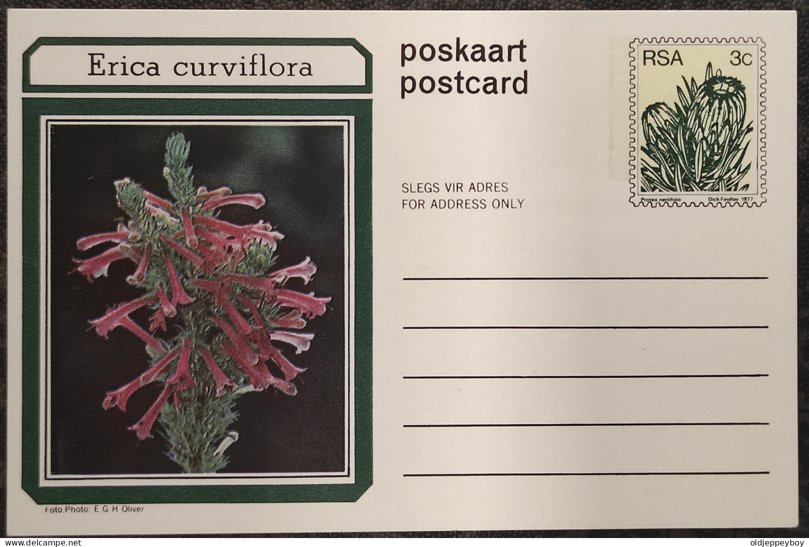 3c SOUTH AFRICA Postal STATIONERY CARD Illus ERICA CURVIFLORA FLOWER Cover Stamps Flowers Rsa - Storia Postale