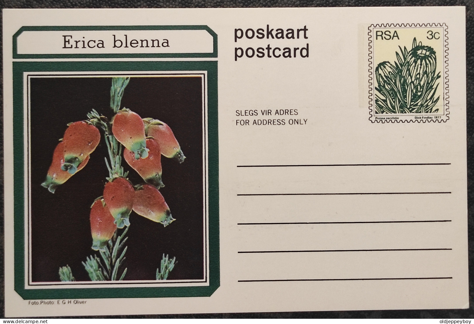 3c SOUTH AFRICA Postal STATIONERY CARD Illus ERICA BLENNA FLOWER Cover Stamps Flowers Rsa - Brieven En Documenten