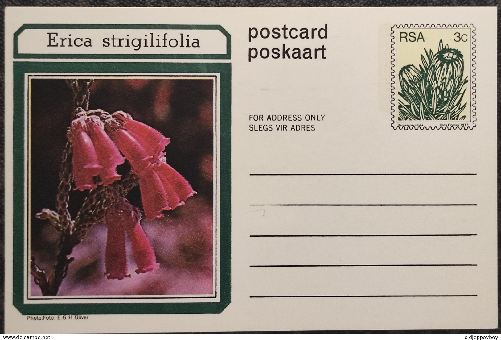 3c SOUTH AFRICA Postal STATIONERY CARD Illus ERICA STRIGILIFOLIA FLOWER Cover Stamps Flowers Rsa - Lettres & Documents