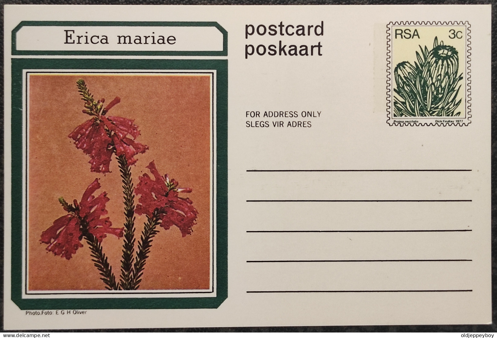 3c SOUTH AFRICA Postal STATIONERY CARD Illus ERICA MARIAE FLOWER Cover Stamps Flowers Rsa - Brieven En Documenten