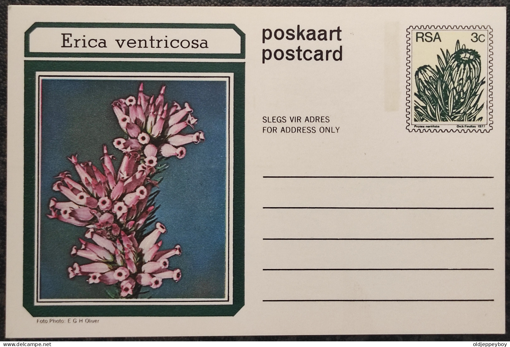 3c SOUTH AFRICA Postal STATIONERY CARD Illus ERICA VENTRICOSA FLOWER Cover Stamps Flowers Rsa - Briefe U. Dokumente