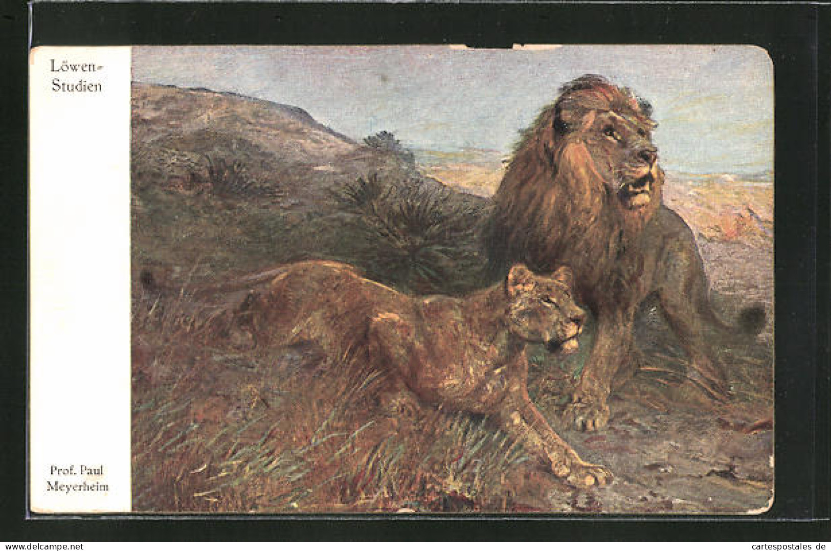 Künstler-AK Löwenstudie Mit Zwei Tieren  - Tigri
