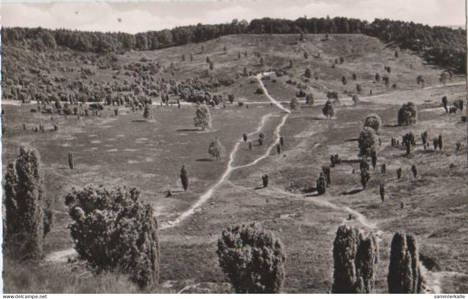 21924 - Walsrode - Lüneburger Heide - Im Totengrund - Ca. 1955 - Lüneburger Heide