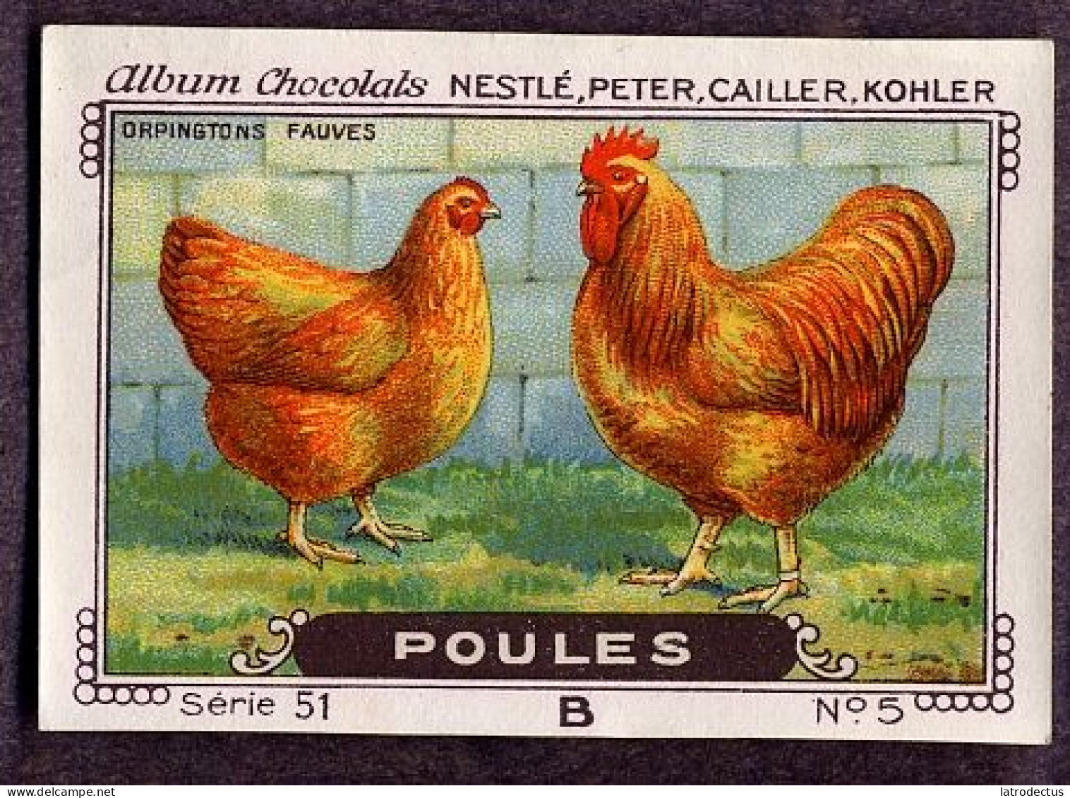 Nestlé - 51B - Poules, Chickens - 5 - Orpingtons Fauves - Nestlé