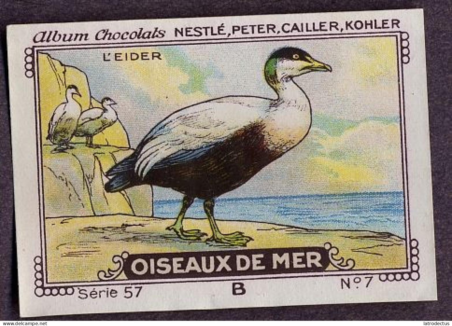 Nestlé - 57B - Oiseaux De Mer, Seabirds - 7 - L'Eider, Eidereend - Nestlé