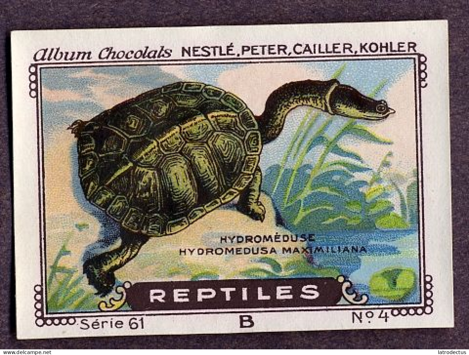 Nestlé - 61B - Reptiles - 4 - Hydromeduse, Snake-necked Turtle - Nestlé