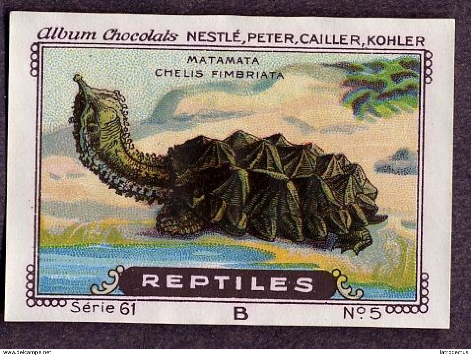 Nestlé - 61B - Reptiles - 5 - Matamata, Mata Mata, Turtle, Chelus Fimbriata - Nestlé