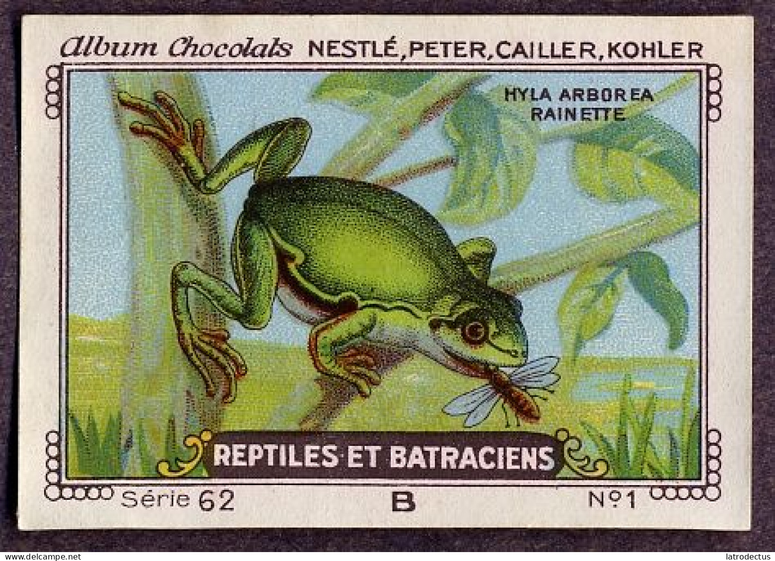 Nestlé - 62B - Reptiles Et Batraciens, Reptiles And Amphibians - 1 - Hyla Arborea, Tree Frog, Rainette Verte - Nestlé