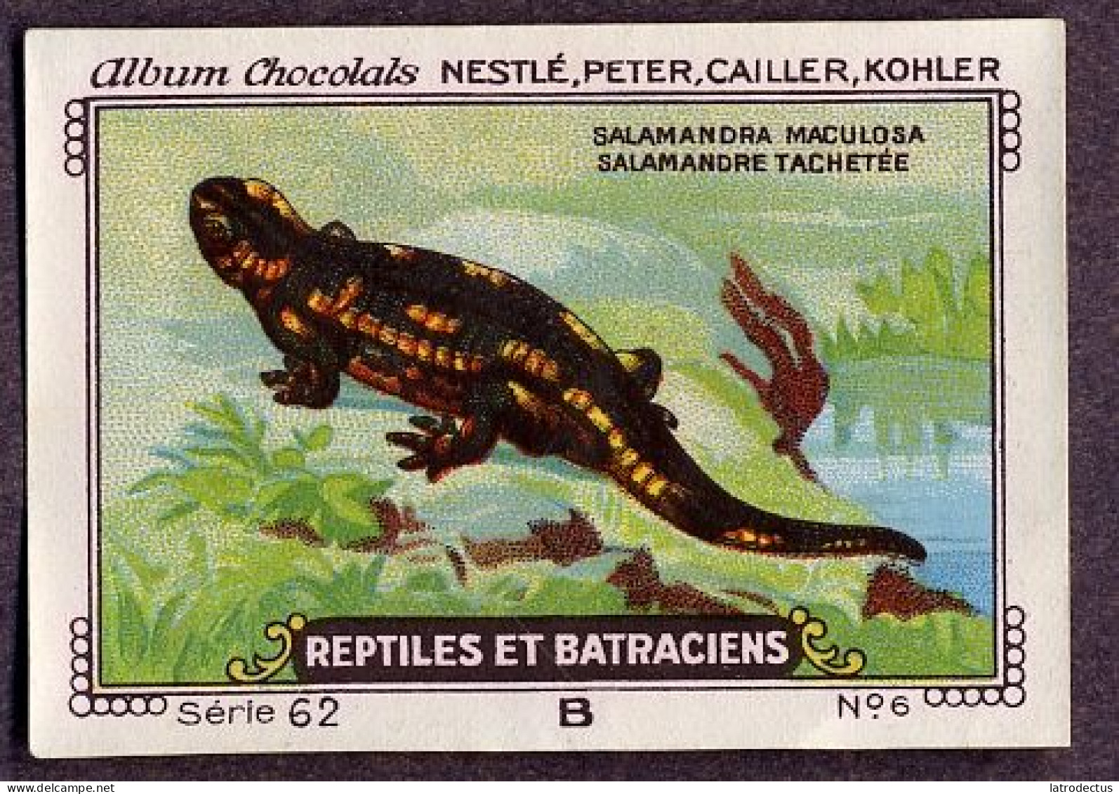 Nestlé - 62B - Reptiles Et Batraciens, Reptiles And Amphibians - 6 - Salamandre Tachetée, Fire Salamander - Nestlé