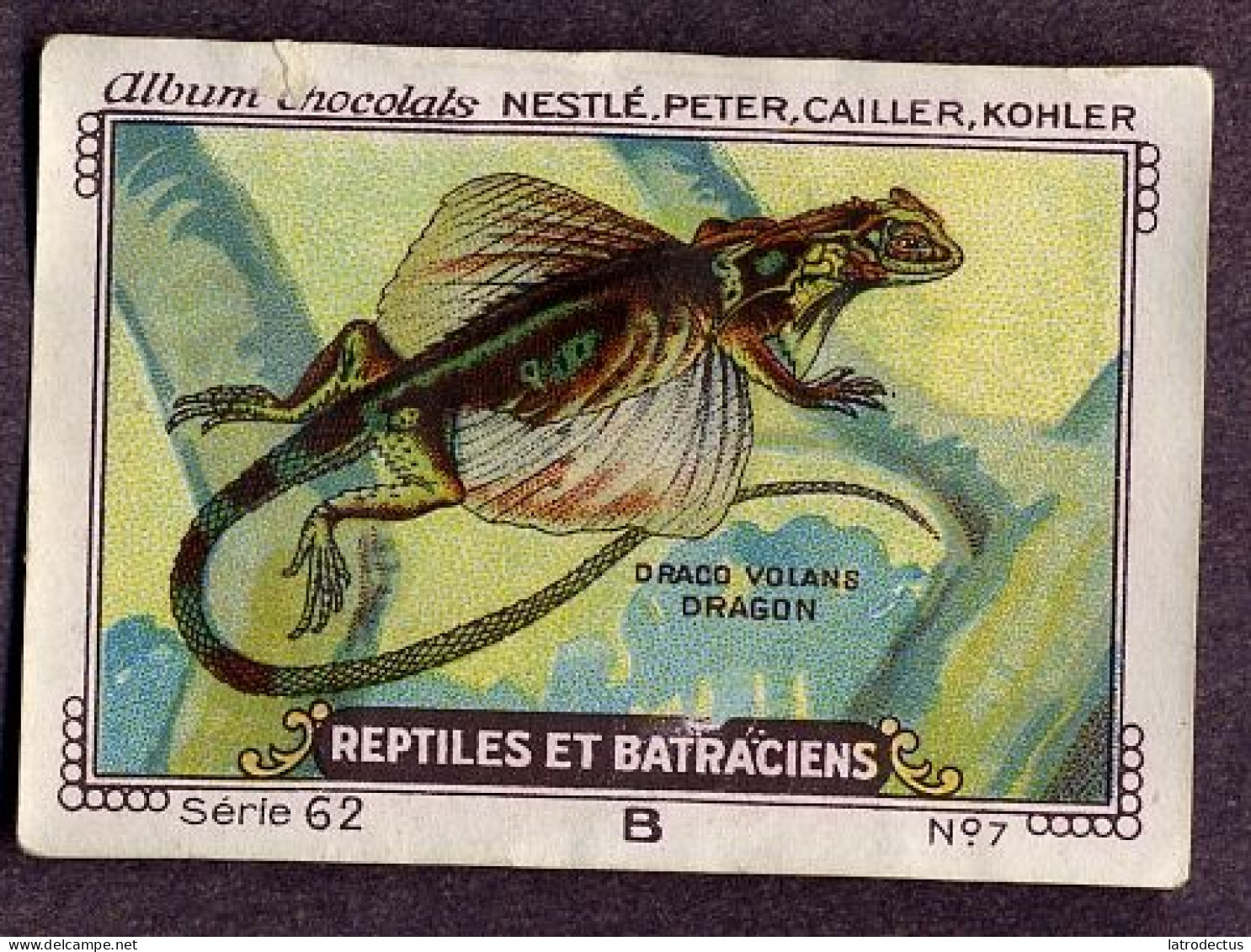 Nestlé - 62B - Reptiles Et Batraciens, Reptiles And Amphibians - 7 - Draco Volans, Flying Dragon - Nestlé