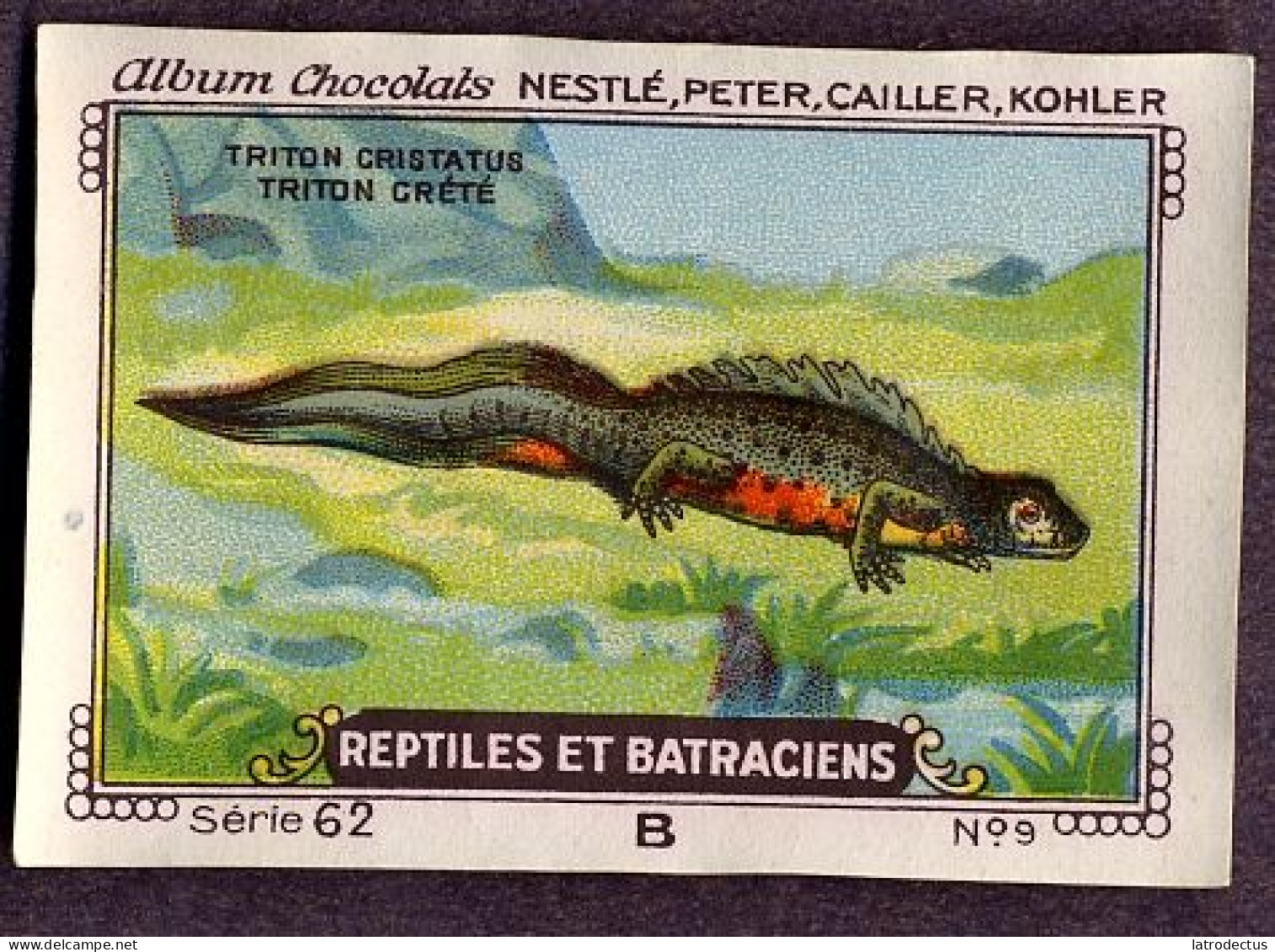 Nestlé - 62B - Reptiles Et Batraciens, Reptiles And Amphibians - 9 - Triton Crêté, Northern Crested Newt, Salamander - Nestlé