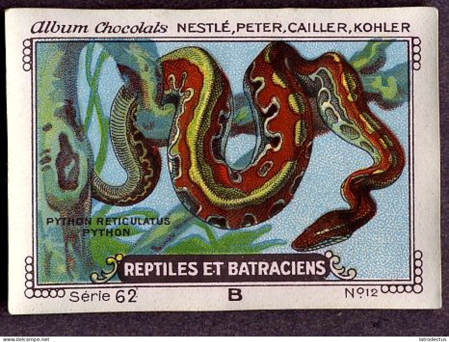 Nestlé - 62B - Reptiles Et Batraciens, Reptiles And Amphibians - 12 - Python - Nestlé