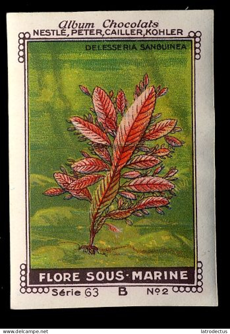 Nestlé - 63B - Flore Sous Marine, Sea Plants - 2 - Delesseria Sanguinea - Nestlé